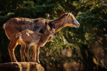 Картинка животные овцы бараны муфлон малыш мама