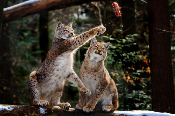 обоя животные, рыси, кошки, мясо, обед