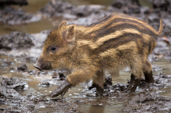 Картинка животные свиньи кабаны поросенок кабанчик