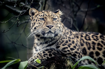 Картинка животные леопарды отдых пятна