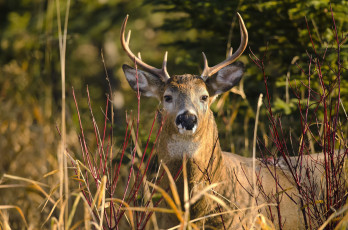 Картинка животные олени красавец рога кусты ветки