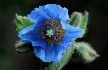 Картинка цветы маки голубой