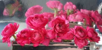 Картинка цветы ранункулюс азиатский лютик отражение