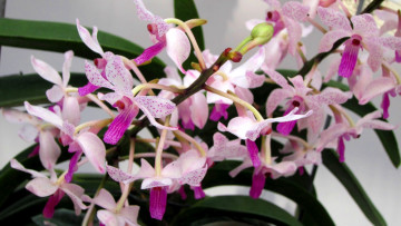 Картинка цветы орхидеи экзотика