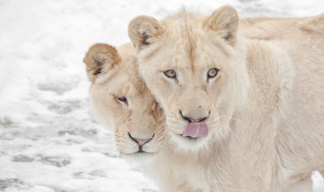 Картинка животные львы львицы