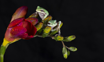 Картинка животные лягушки фрезия