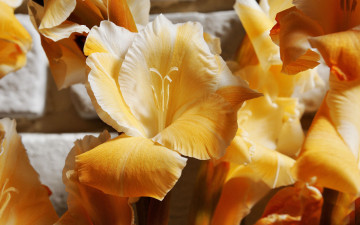 Картинка цветы гладиолусы лепестки