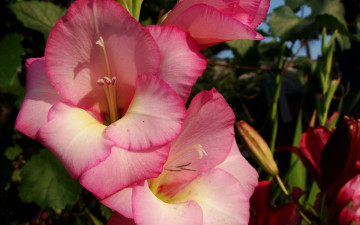 Картинка цветы гладиолусы лепестки