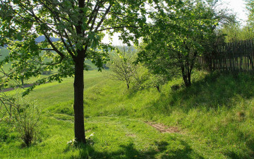 Картинка природа деревья трава забор тропинка