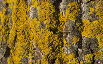 Картинка разное текстуры солнце дерево мох