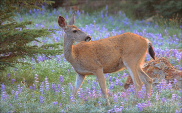Картинка животные олени косуля природа