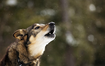 Картинка животные собаки фон друг собака