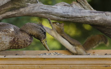 Картинка животные разные вместе утка белка корм