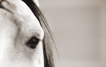 Картинка животные лошади лошадь морда макро