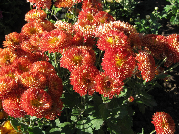 Обои картинки фото цветы, хризантемы