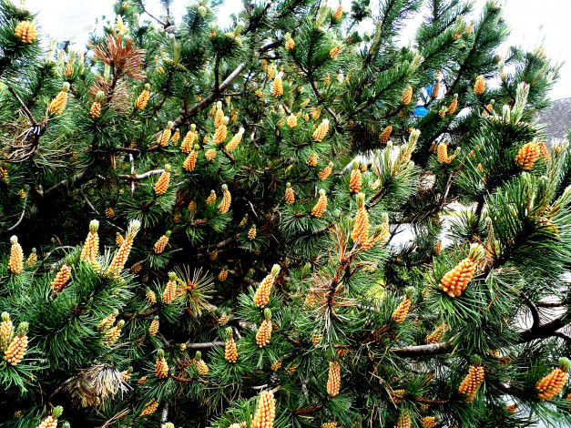 Обои картинки фото природа, шишки, жёлуди, каштаны, сосна