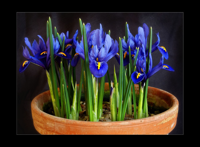 Обои картинки фото цветы, ирисы, синий
