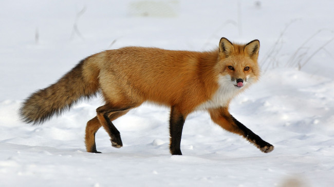 Обои картинки фото животные, лисы, рыжая, снег
