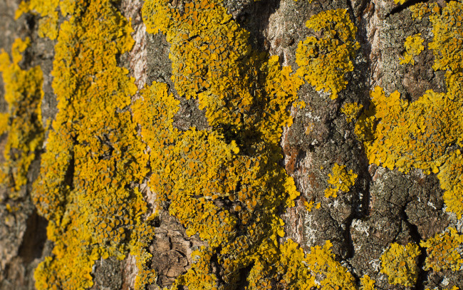 Обои картинки фото разное, текстуры, солнце, дерево, мох