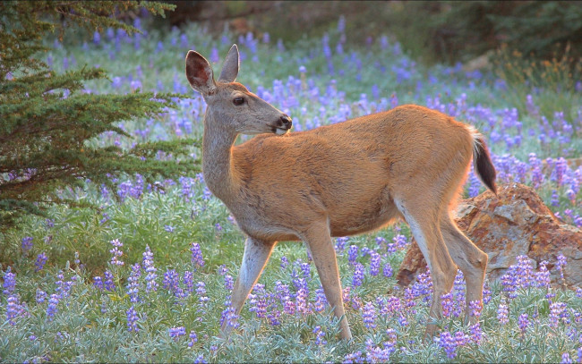 Обои картинки фото животные, олени, косуля, природа