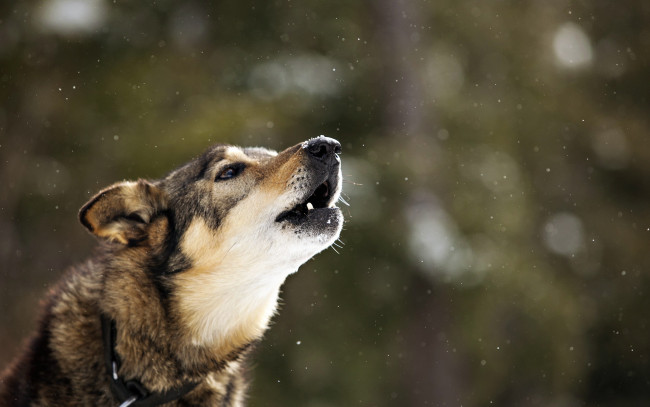 Обои картинки фото животные, собаки, фон, друг, собака