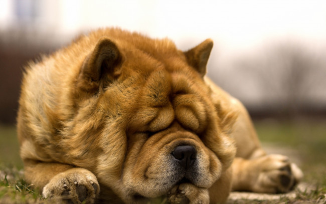 Обои картинки фото животные, собаки, отдых