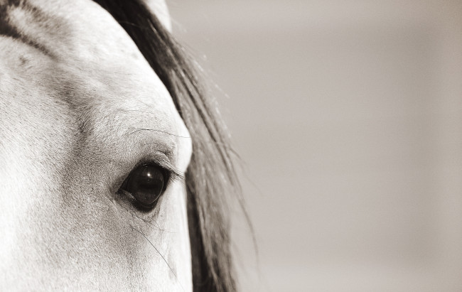 Обои картинки фото животные, лошади, лошадь, морда, макро