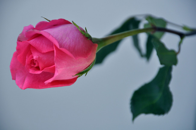 Обои картинки фото цветы, розы, бутон, розовый