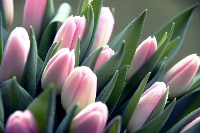 Обои картинки фото цветы, тюльпаны, бутоны, розовый