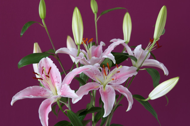 Обои картинки фото цветы, лилии, лилейники, розовый, бутоны