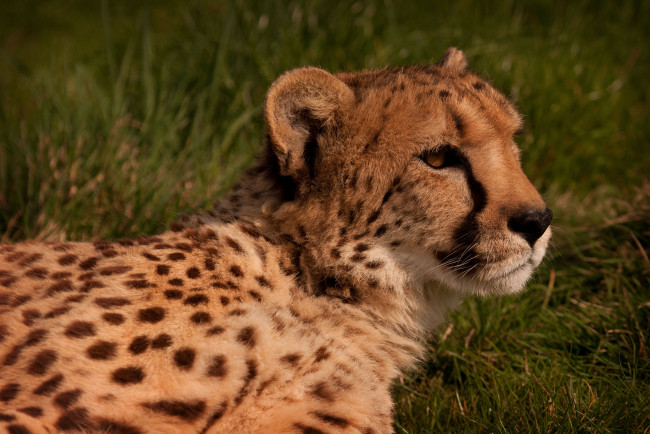 Обои картинки фото животные, гепарды, гепард