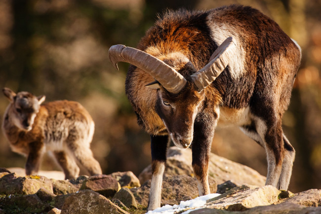 Обои картинки фото животные, овцы, бараны, рога, муфлон, малыш