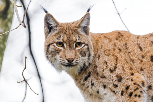 Обои картинки фото животные, рыси, кошка, взгляд