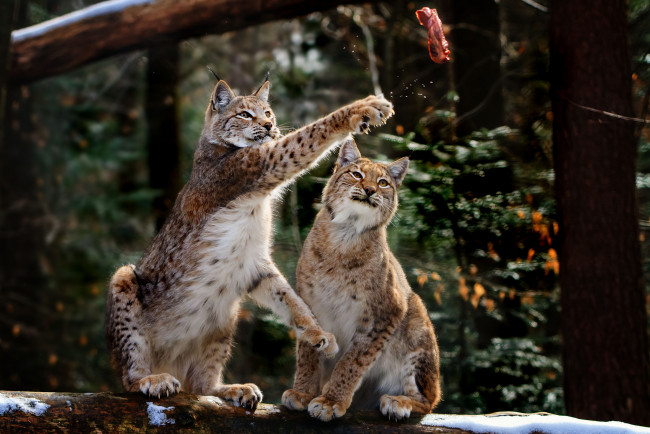 Обои картинки фото животные, рыси, кошки, мясо, обед