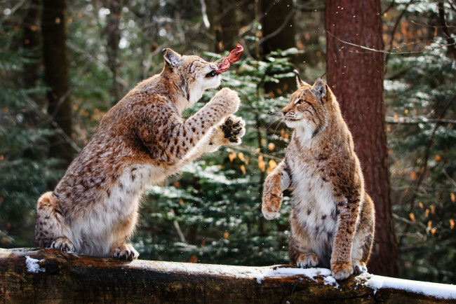 Обои картинки фото животные, рыси, обед