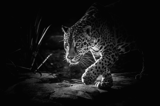 Обои картинки фото животные, Ягуары, пятна, крадется