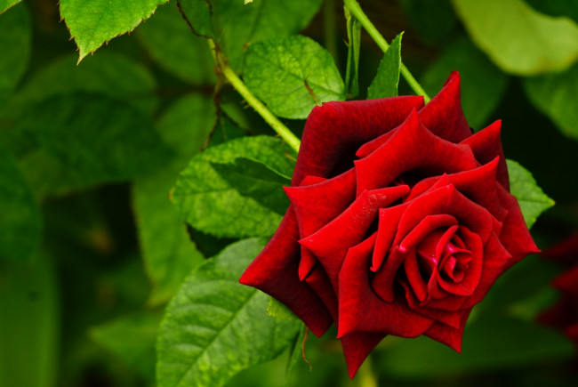 Обои картинки фото цветы, розы, красный