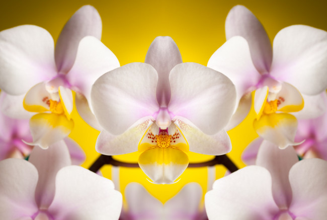 Обои картинки фото цветы, орхидеи, лепестки