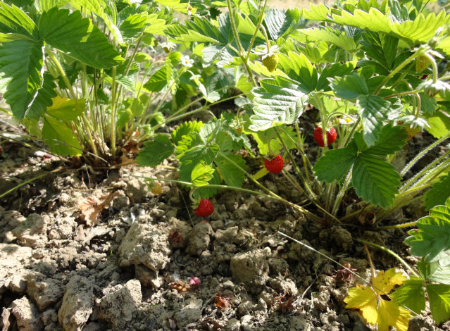 Обои картинки фото земляника, природа, Ягоды, ягода