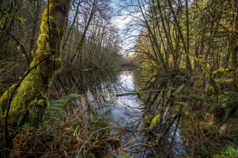 Картинка природа реки озера река лес