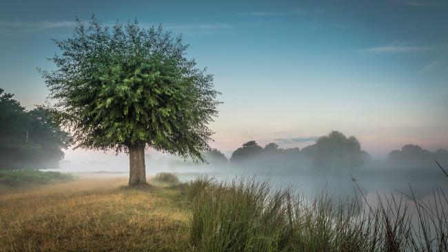 Обои картинки фото природа, реки, озера, река, лес