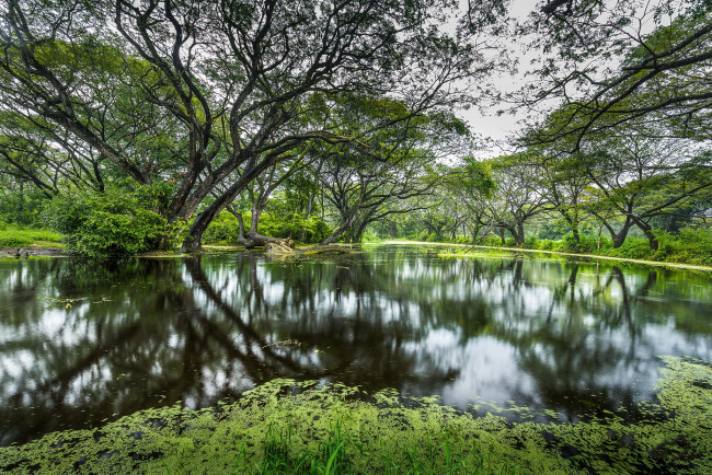 Обои картинки фото природа, реки, озера, река, лес