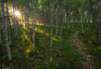 Картинка природа лес солнце березы