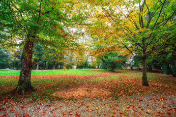 Картинка природа парк простор