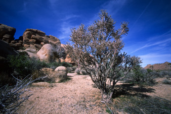 Картинка природа пустыни простор