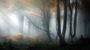 Картинка природа лес деревья туман