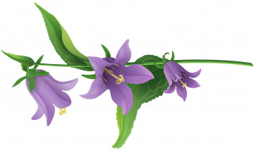 Картинка векторная+графика цветы+ flowers цветы фон лепестки