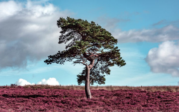 Картинка природа деревья вереск