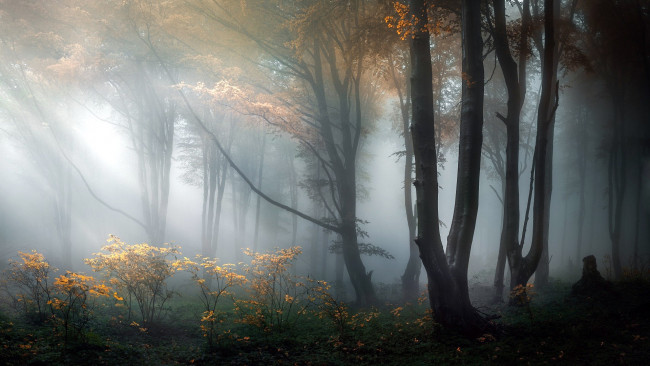 Обои картинки фото природа, лес, деревья, туман