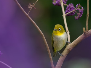 Картинка животные белоглазки птица